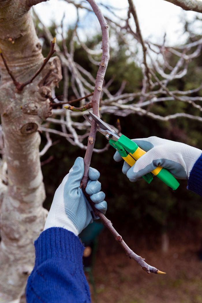 over pruning