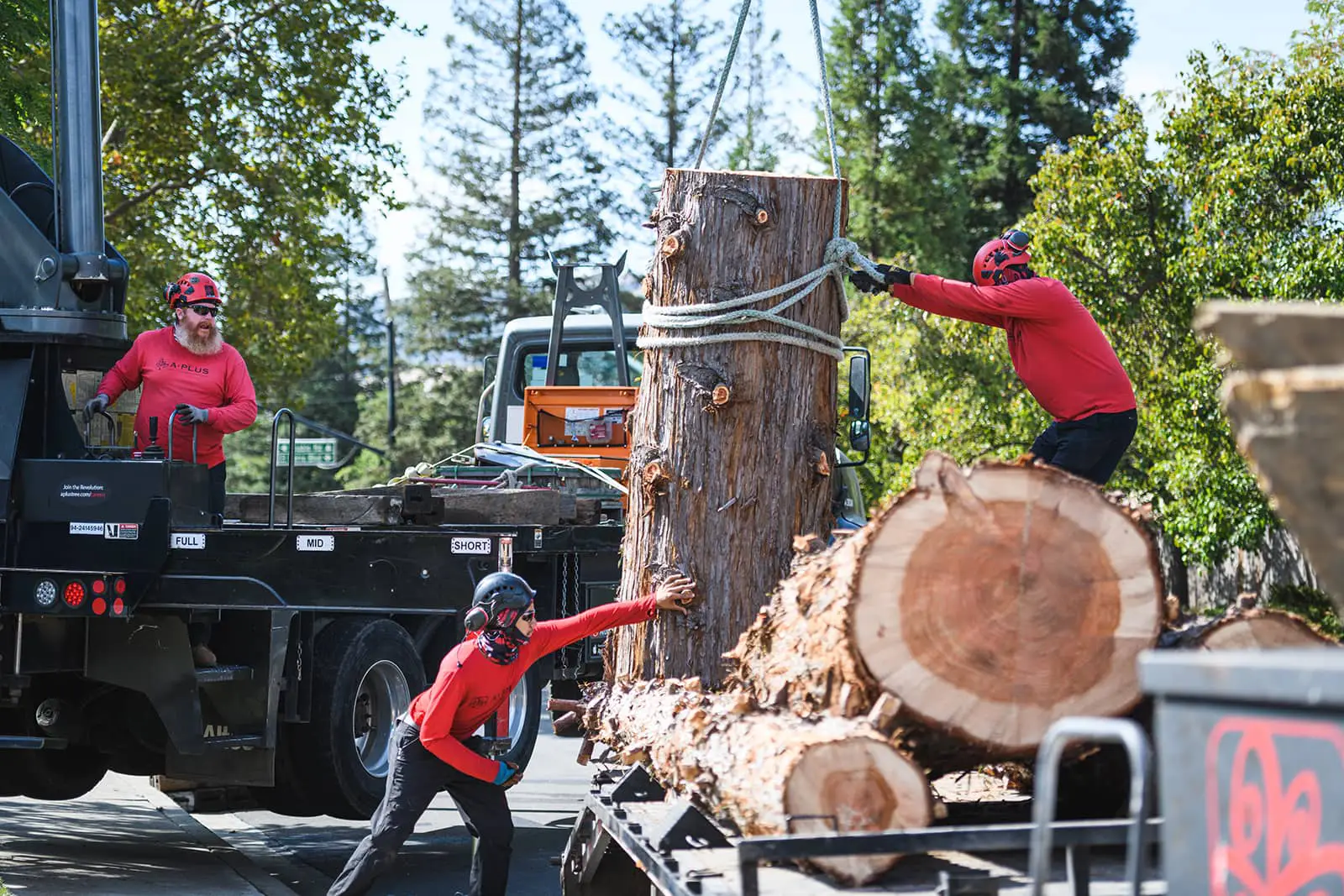 TreeCare-is-Calling-1