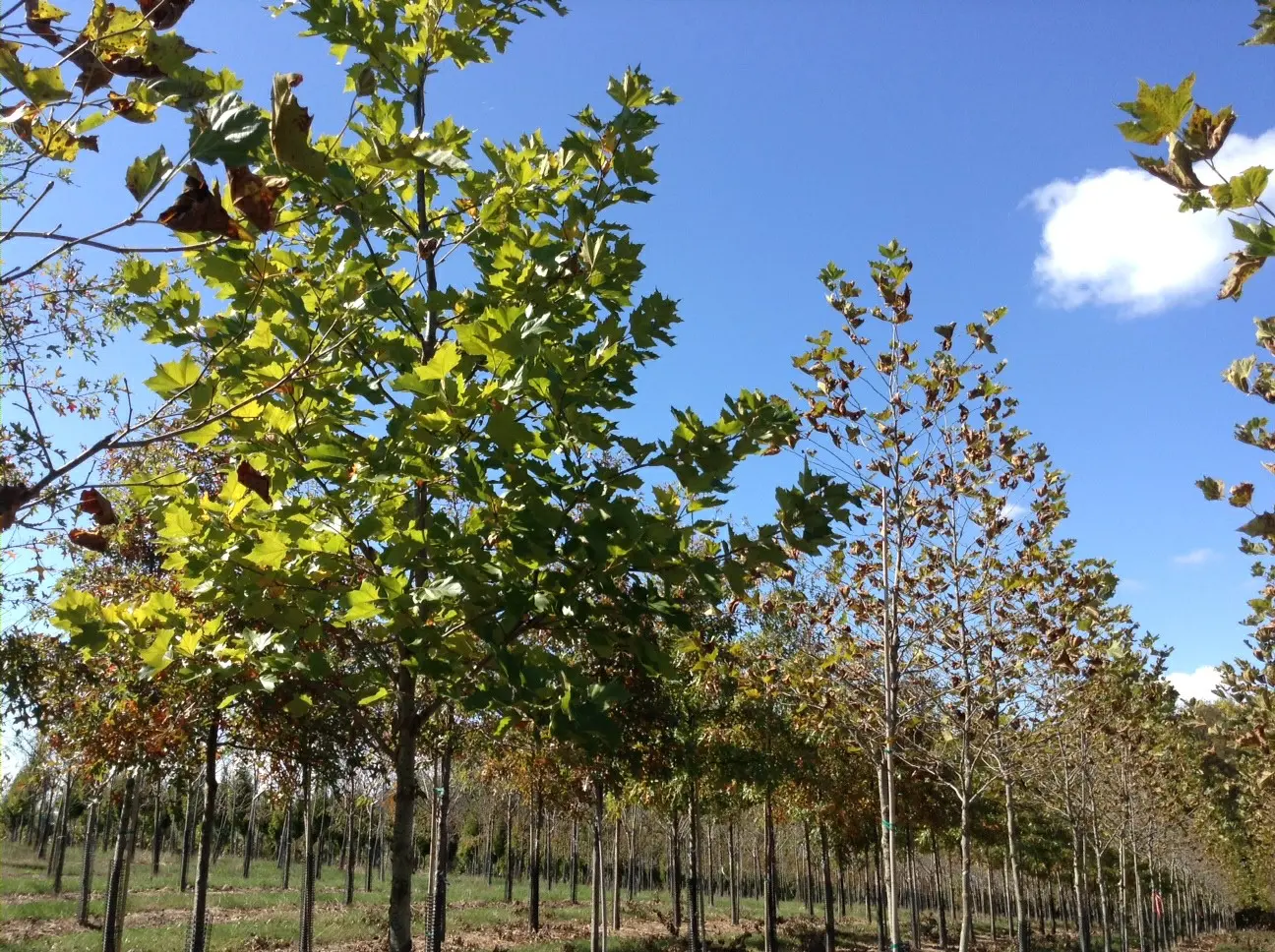sycamore-camb-2