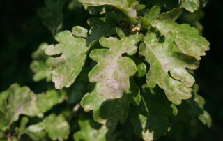 Oak-Tree-Diseases-2
