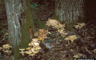 armillaria_root_rot