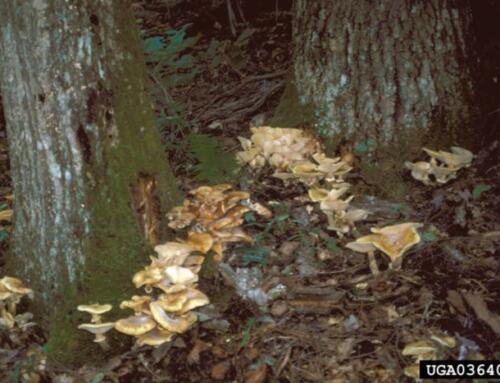Armillaria Root Rot: Symptoms, Diagnosis, Treatment & Prevention