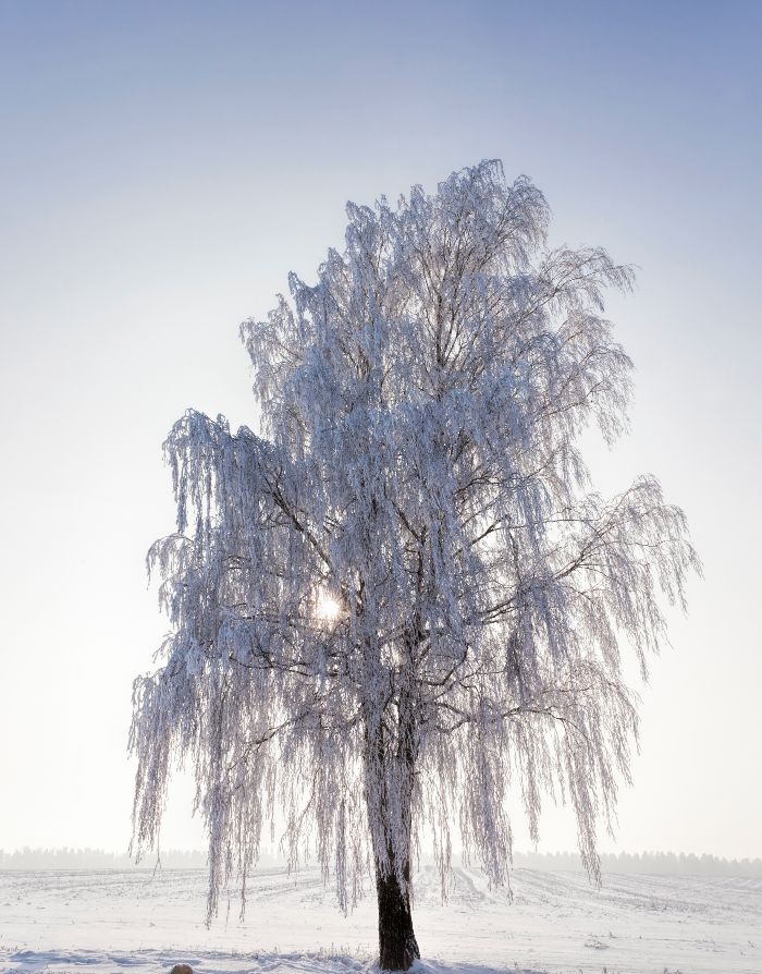 ice covered trees