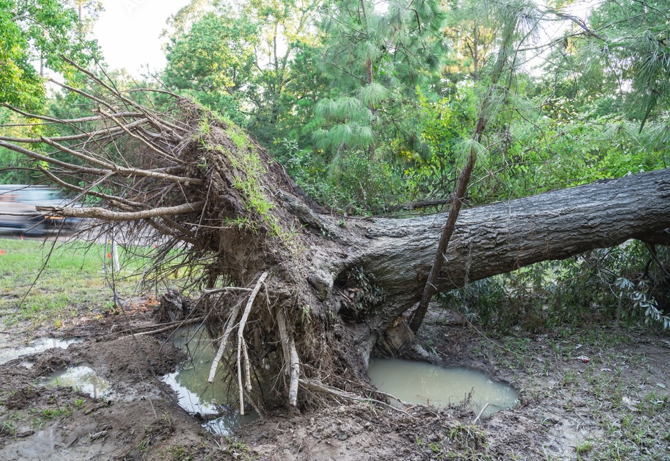 Tree Root Damage Causes Treatment And Prevention A Plus Tree Tree Root Damage Causes Treatment And Prevention A Plus Tree