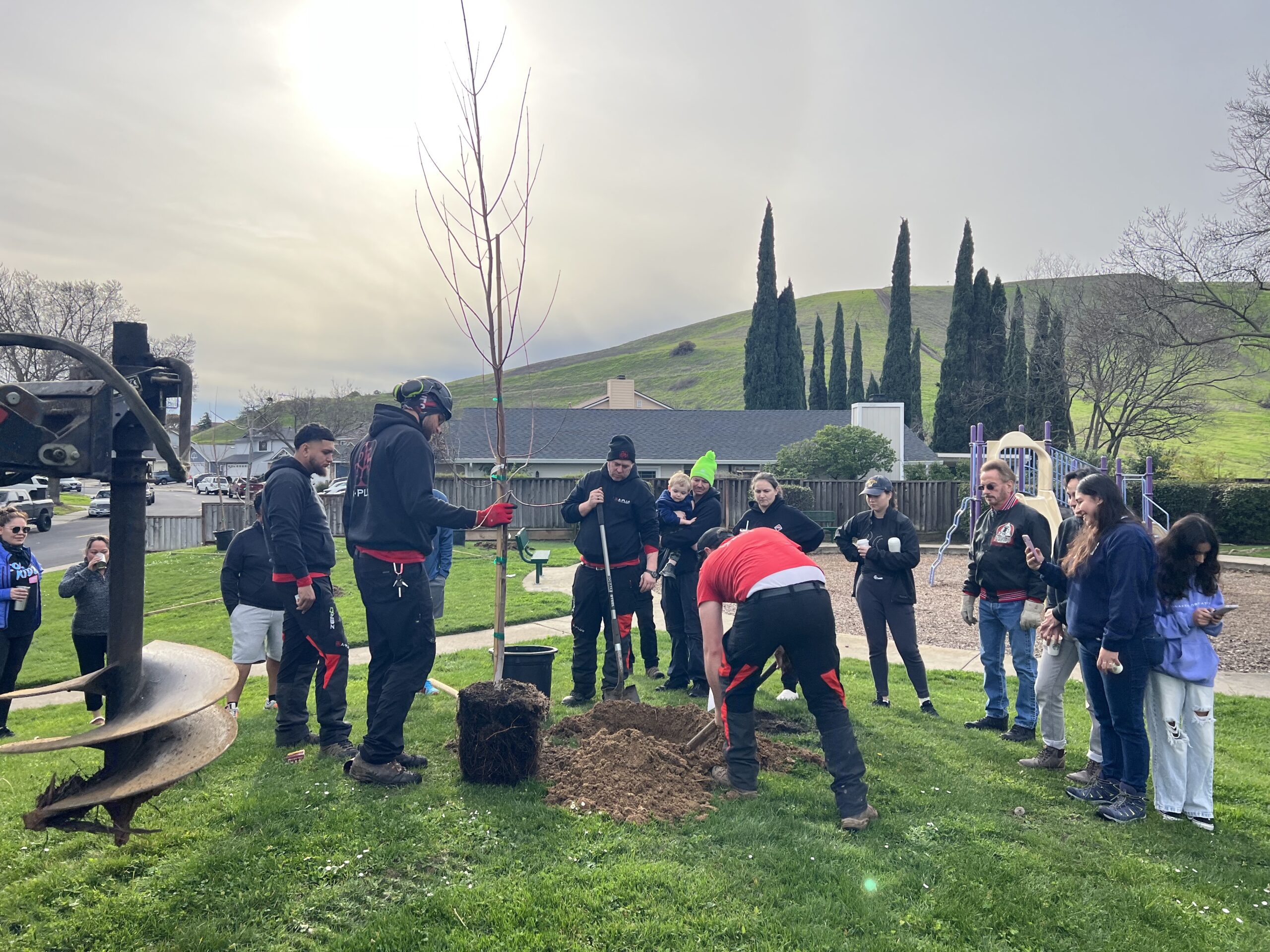 bay point_mota ranch_tree planting