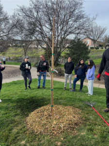 bay point_tree planting