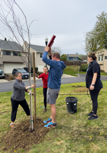 bay point_tree planting