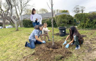 bay point_tree planting