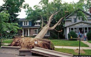 trees falling down