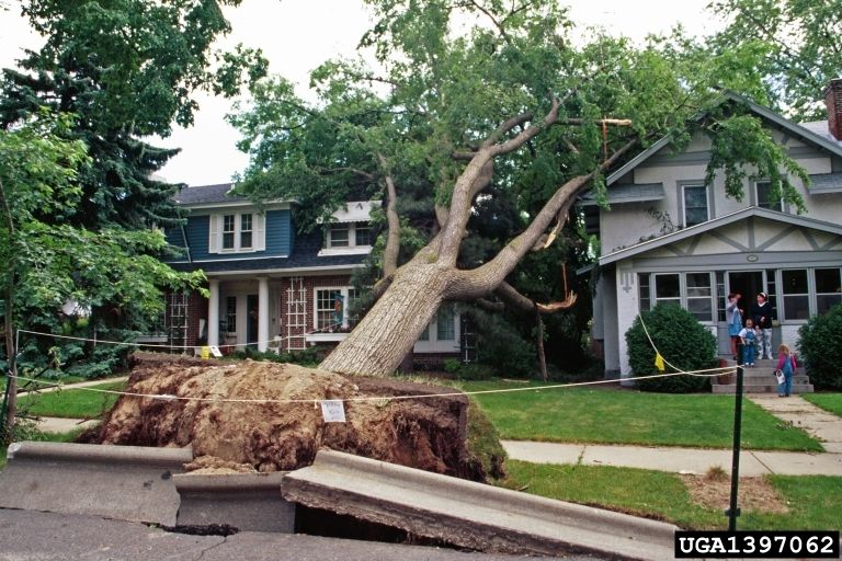 trees falling down