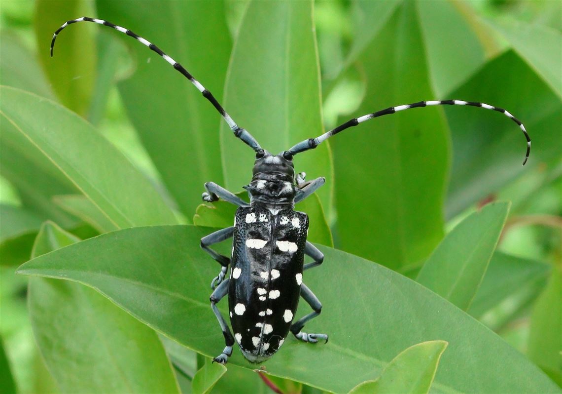 Asian Longhorned Beetle