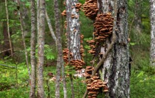 Mushrooms That Grow on Trees? Should You Be Worried?