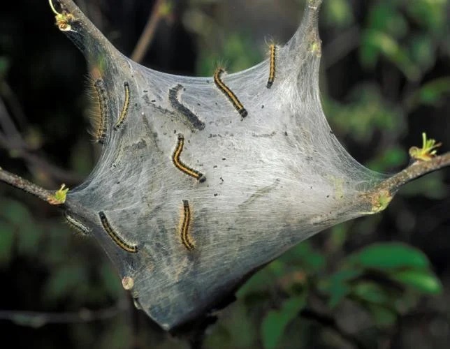 Eastern Tent Caterpillar