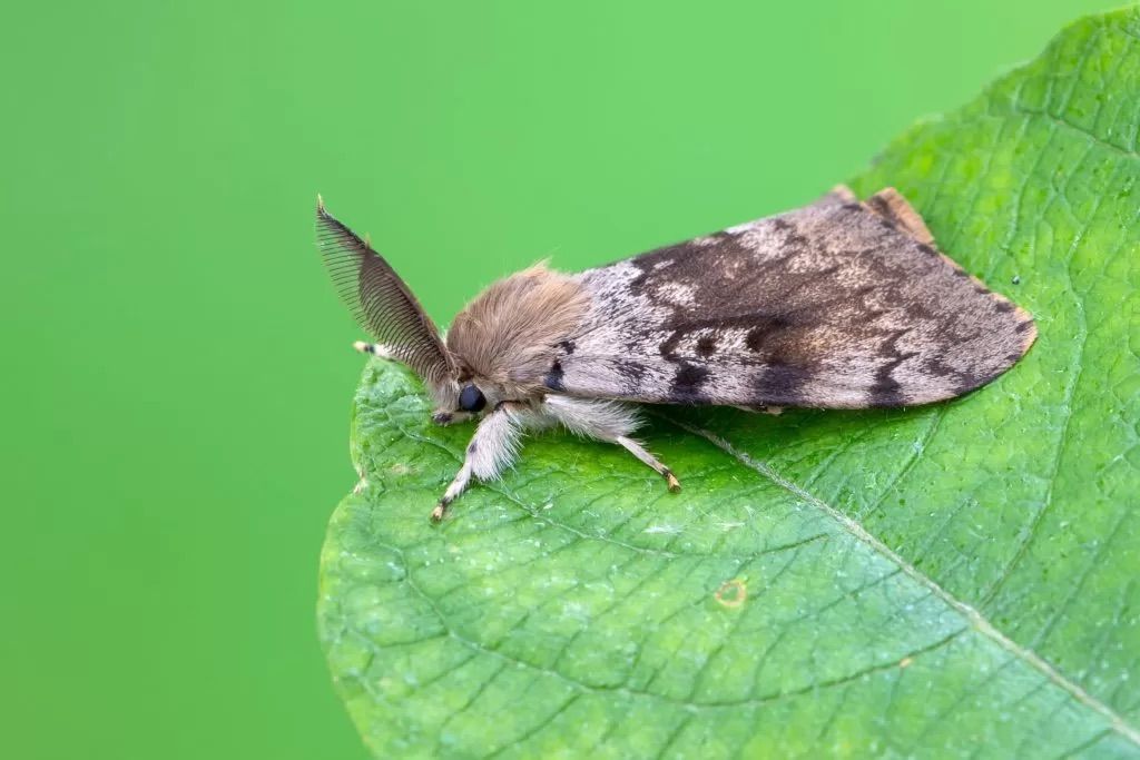 Gypsy Moth