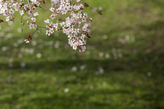 How Do Trees Know When To Bloom_Leaf Out