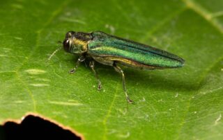 Tree Killing Bugs