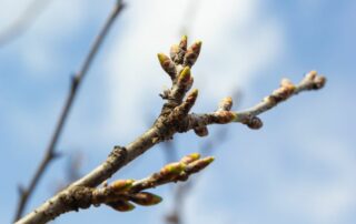 When Do Leaves Come Back in Spring