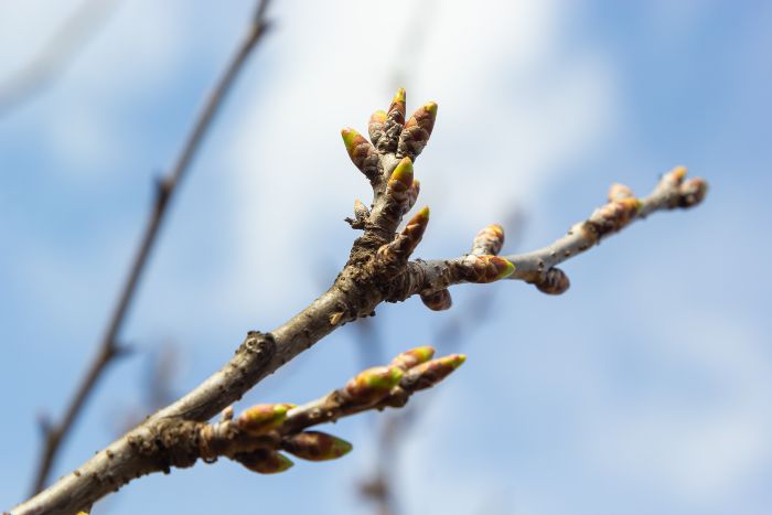 When Do Leaves Come Back in Spring