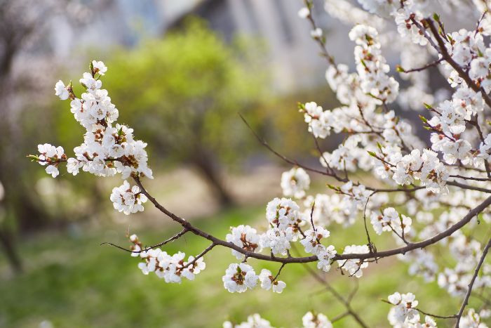 Tree Blooming