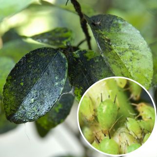 aphids