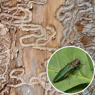 emerald_ash_borer
