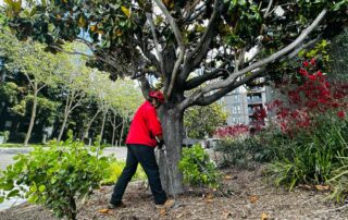 How to Fertilize Trees_