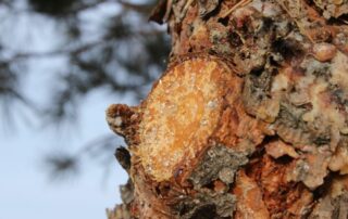 How to stop sap dripping from tree