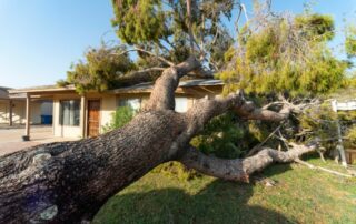 Who is responsible for fallen tree removal