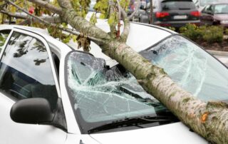 Cover Photo - If a Tree Falls on my Car, Who is Responsible?
