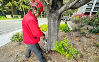 what is the best fertilizer for trees