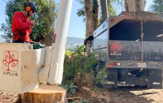 Cover Photo_What is an Arborist