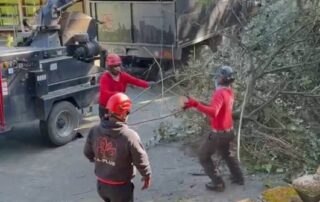 What to Do When a Branch Breaks Off a Tree