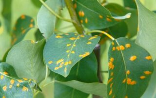 Rust spots on leaves