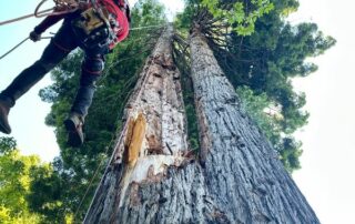 Cover Photo_How Long Do Trees Live
