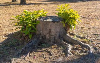do tree stumps grow back