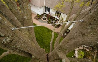 Cover Photo_Tree Cabling