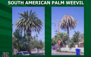 Featured Image A Plus Tree Webinar