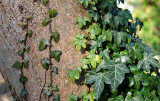 Cover Photo - How to Get Rid Of English Ivy