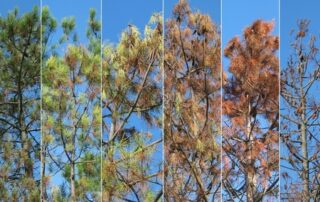 pine disease