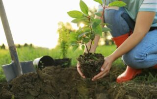 Stages of Tree Growth_ Lifecycle of a Tree Explained