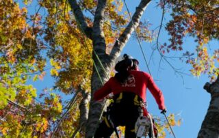 Routine tree maintenance