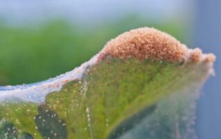 Early signs of spider mites