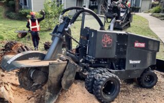 What to Do After Stump Grinding