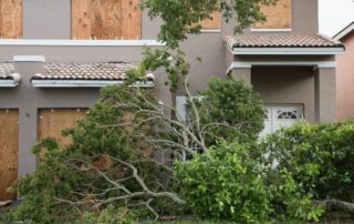 hurricane tree damage