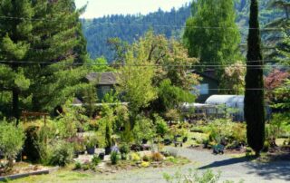 Can Trees Impact The Value of Your Property_