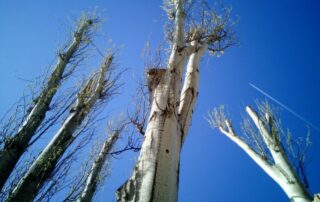 What’s the Worst Time to Prune Trees_