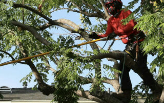 pruning_in_tree