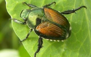 how to get rid of japanese beetles
