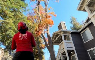 Tree pruning vs trimming