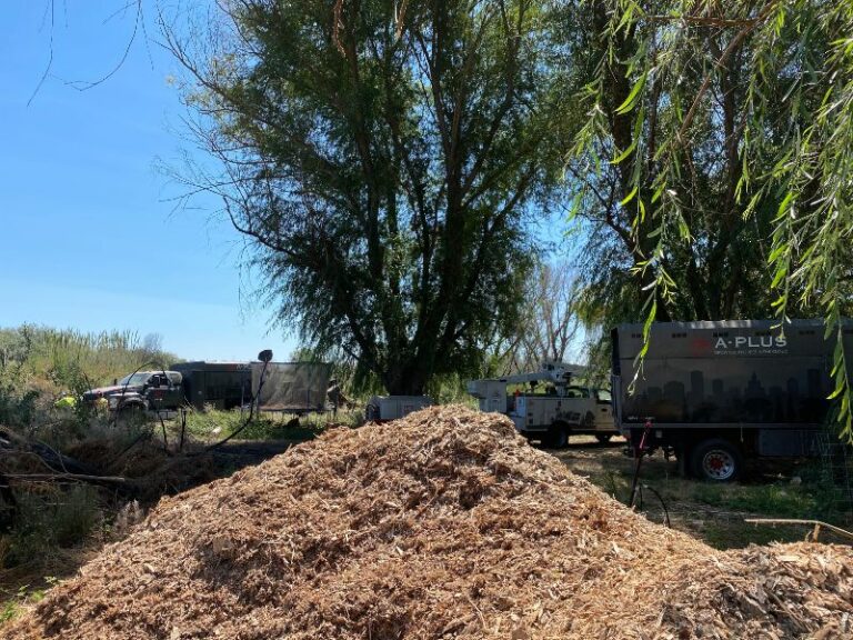 What to Do With Wood Chips From Stump Grinding? A Plus Tree